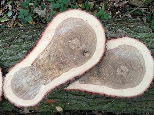 KJR Holzmanufaktur Baumscheibe, Holzscheibe,ca. 50 x 20 x 3 cm, Tischplatte, Eiche