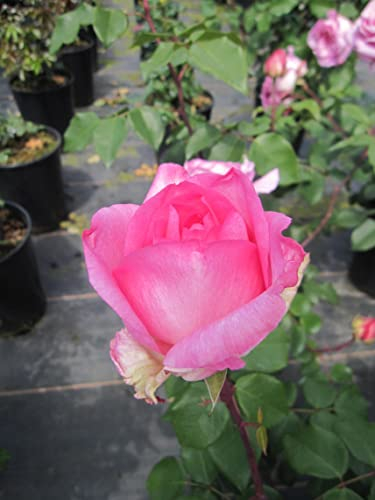 Rosa Beverly ® - Edelrose Beverly ® - Kordes Rose