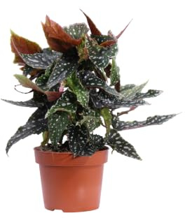 Pianta di Begonia maculata pianta da interno pianta da fiore pianta ornamentale pianta vera venduta da eGarden.store