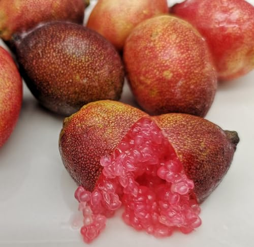 Semillas de limón Caviar Microcitrus A. F.MUELL - 12 semillas