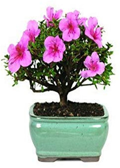 Das neue 5-teilige Azaleen-Semi-Perenne-Blüten-Semi-Garten-Bonsai-Semi-Garten-Bonsai-Semi-Garten-Bonsai-Bonsai-Bonsai-Bonsai-Bonsai-Bonsai-Bonsai-Bonsai-Bonsai-Bonsai-Bonsai-Bonsai-Set