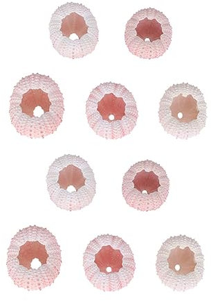 Levemolo Lot de 10 Coquilles D'oursins Naturels 4 Cm Et Plus, Matériau Décoratif Artisanal en Coquillage Naturel, Support pour Plantes Aériennes, Décoration Intérieure Et Projets DIY