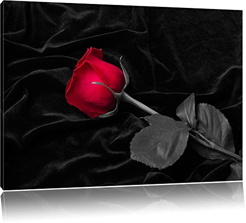 Pixxprint rote Rose gebettet auf schwarzem Samt B&W, Größe: 120x80cm, Leinwandbild, fertig gespannt, Wandbild, Dekoration, Kunstdruck, kein Poster