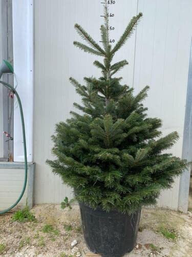 Albero di Natale vero Abies Nordmanniana normanniano Caucaso 170 cm vaso 45 folto