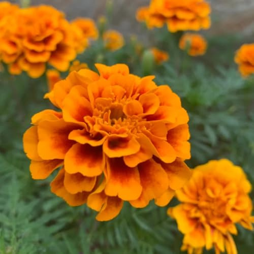 studentenblumensamen balkon studentenblumen bio blumenwiese mehrjährig winterharte kübelpflanzen 125pcs