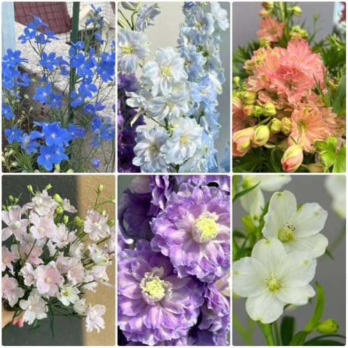 Semi di delphinium - decorazione soggiorno Consolida ajacis - semi di selvatici da giardino delphinium resistente per esterno resistenti 200pcs