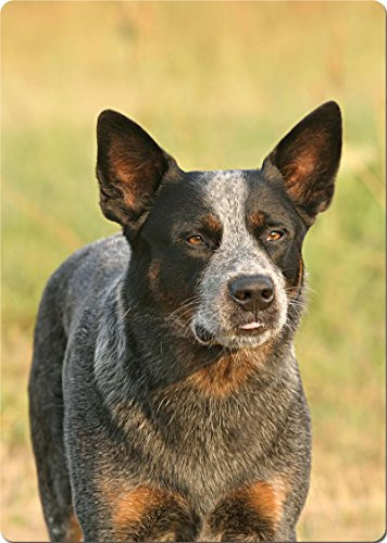 +++ Australian CATTLE Dog - SCHNEIDEBRETT Dekoteller Glasbrett Dekoglas - ACD 01