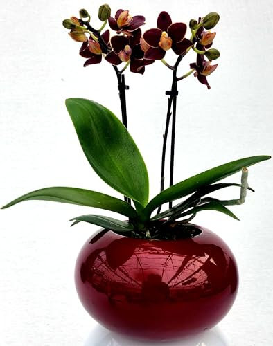 POWERS TO FLOWERS - ORCHIDEA PHALAENOPSIS NERA IN VASO CERAMICA SFERICO ROSSO, Pianta Vera