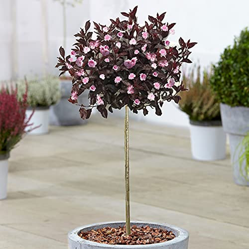 Prunus Royal Burgundy | Purple Leaf Cherry Ornamental Trees for Small Gardens (70-80cm (Incl. Pot))