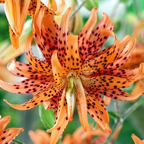 Lilienzwiebeln Asiatische Lilie große Zwiebeln Onion Lilium Knolle Winterhart Frische mehrjährig duftenden Prachtblüten (Flore Pleno)