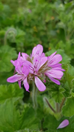 Pelargonium 'Attar of Roses' / Géranium au parfum de rose/Conteneur de 3 à 4 litres/Vivace Odorante