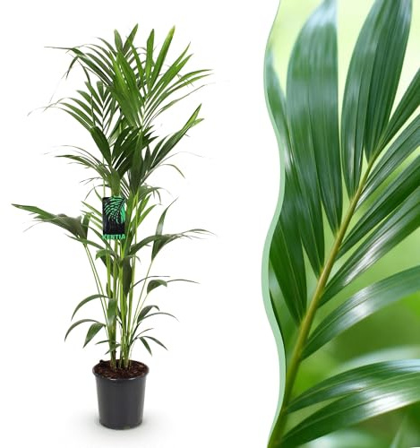 Green boutiQ - Plante d'intérieur - Howea Forsteriana - Palmier Kentia - Peu d'entretien - Vert - 1 plante - Pot 24cm - Hauteur 140-150cm