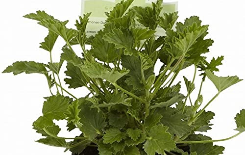 Geranium Scented Grandeur Odorata Lemon® Plug Plants Pack x6