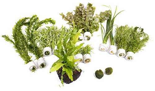 Lincspplant Live Aquarium Plants - Beginner Easy Plants - Aquarium Pack (Small (60l - 120l))