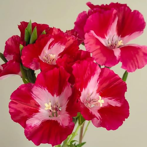 Semillas de azalea de verano, variedades antiguas de interior semillas de mariposas resistentes para el jardín 400pcs