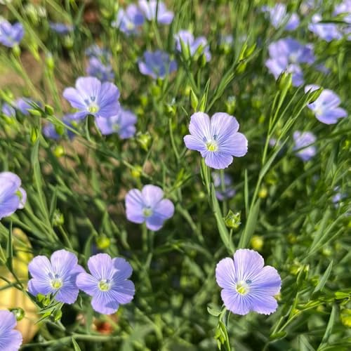 Blauer FlachsSamen, Linum perenne, bodendecker Lein blauSamen, gartendeko für draußen nachhaltige geschenke herbstblumen exotische balkongewächshäuser 180pcs
