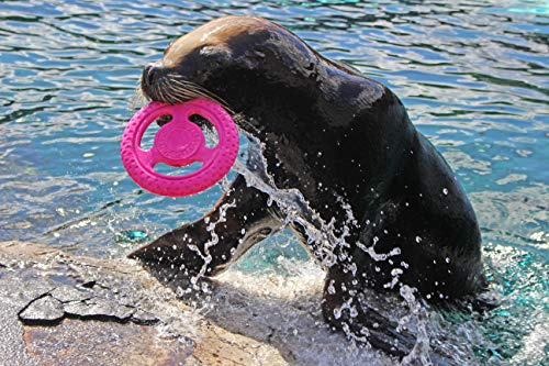 Kiwi Walker Let's Play TPR Frisbee, Pink, L