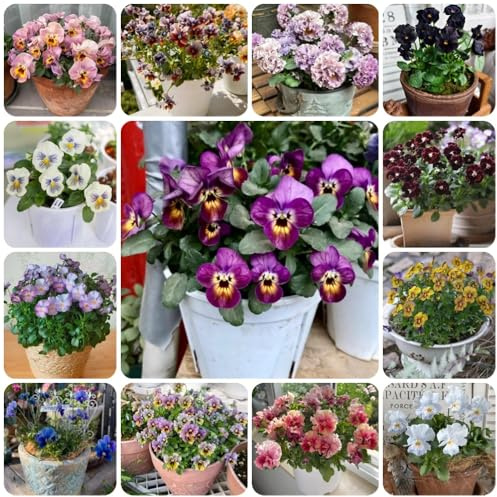 Semi di viola cornuta, le da giardino roccioso sono resistenti Viola cornuta - acquistare di viola cornuta semi resistenti decorazione del soggiorno 400pcs
