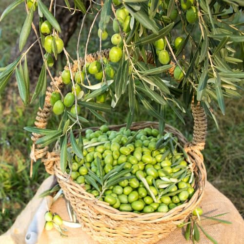 Semi di olivo, rustiche per balconi resistenti da frutto verdi 30pcs