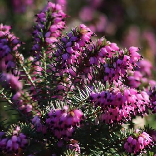 Winterheide Rot - Erica Carnea Rot - 10-12 cm Topf - Niedrig wachsende Pflanze mit roten Blüten