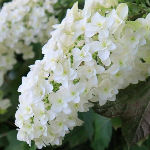 Hydrangea Quercifolia 'Snow Queen' – Beautiful Oakleaf Hydrangea with Large White Flower Heads and Vibrant Red Autumn Foliage – Ideal for Garden Borders – 3X 9cm Pots by Thompson and Morgan
