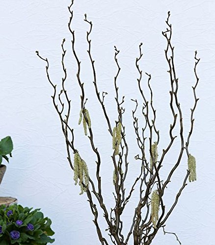Aufrechte Korkenzieherhasel Twister 60-80cm - Corylus avellana