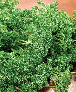Parsley Favorit Double Curl Petroselinum crispum 5,000 Seeds