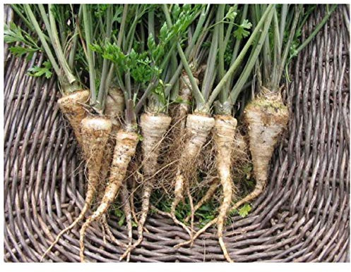 PREMIER SEEDS DIRECT - Parsley Hamburg (Root) - 5 GRAM ~ Approx 3750 Seeds