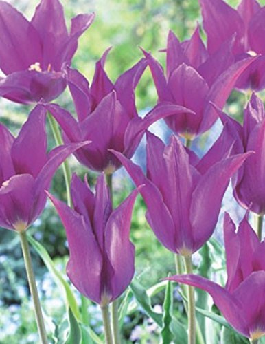 Lilienblütige Tulpen Purple Dream Tulpenzwiebeln (20 Blumenzwiebeln)