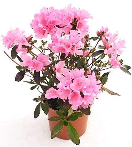 POWERS TO FLOWERS - AZALEA DA ESTERNO ROSA XL, vaso 16cm pianta vera