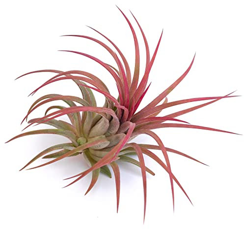 PLANDAIRE - Piante Tillandsia Vera Sospesa Ionantha Rosa - Piante Aeree Vive Colore Rosso Intenso - Pianta Figlia del Vento Pianta Vera Da Interno - Air Plant - Piante da Casa tillandsias Red (1)