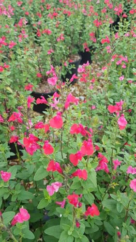 Salvia microphylla 'Grahamii Rose' / Sauge de Graham/Conteneur de 3 à 4 litres/Vivace