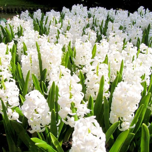 Hyacinth Bulbs UK Hyacinth Plant(Plant Bulbs,Wedding Flowers)-8bulbs-h