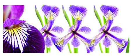 Lincolnshire Pond Plants Ltd - Marginal Aquatic Pond Plant - (Iris Versicolor 'Kermesina') - 9cm