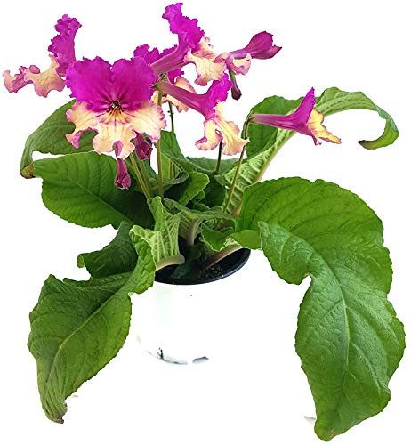 Fangblatt - Streptocarpus rosa/gelb - afrikanisches Veilchen – Drehfrucht mit zarten Blüten – eine duftende und exotische Zierpflanze
