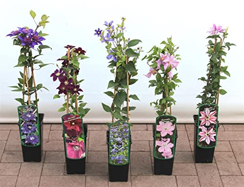 Clematis montana 'Pink Perfection' 40-60 cm – Winterhart, Mehrjährig, Pflegeleicht – Berg-Waldrebe – Kletterpflanze für Pergola & Rankhilfe