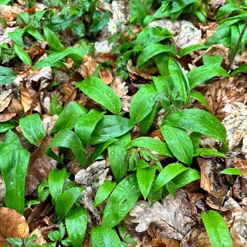 semillas de ajo silvestre - resistentes jardín, variedades antiguas orgánicas, cobertura del suelo 200pcs
