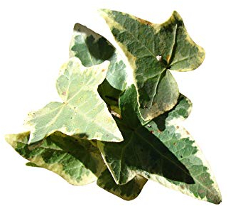 100 x Echtes Efeu Ableger -Hedera helix- ''Kletterpflanze/Winterhart''