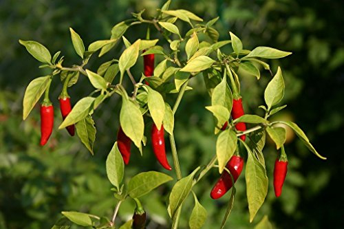 Bird's Eye Chili Samen 20 stk Eine der ältesten scharfen Chilis *Top Ertrag*