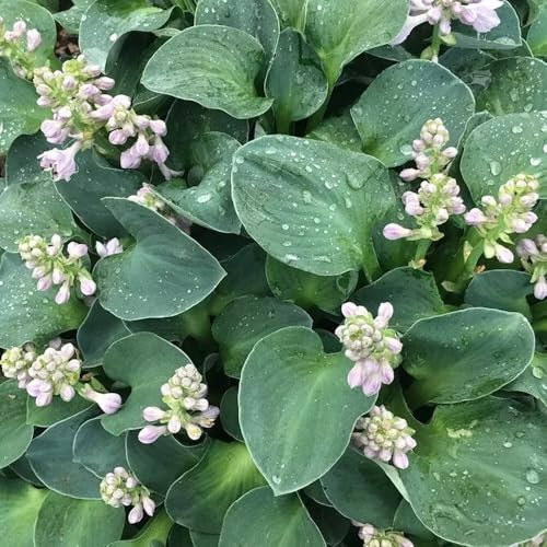 Plant Theory 9cm Pot Hosta Blue Mouse Ears Plantain Lily Perennial