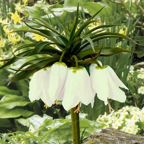 30 semi di Fiori PCS Fritillaria per il giardinaggio Bella Bianco