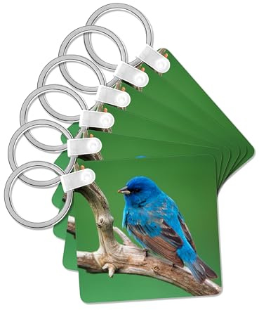 3dRose, Male Indigo Bunting, close-up, set of 6 Key Chains