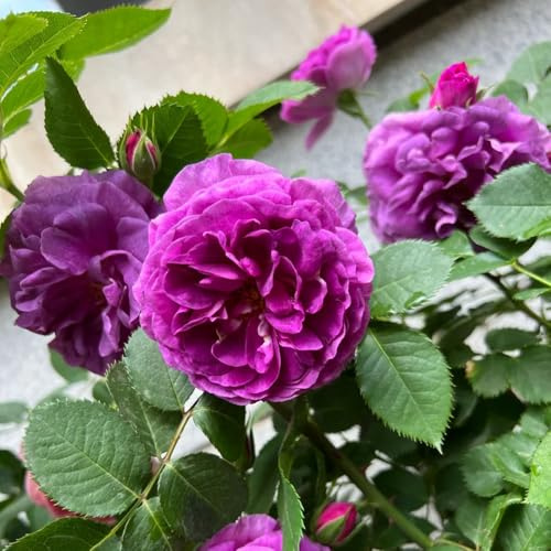 semillas de jardin de rosales de perennes, decoración de otoño de rosa trepadora Macizo, exóticas resistentes trepadoras 220pcs