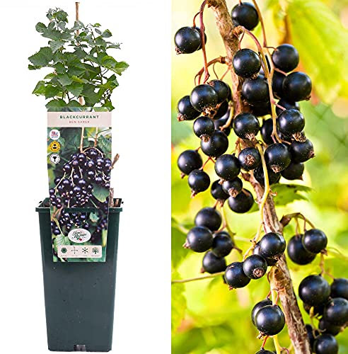 Blackcurrant Ribes Ben Sarek | Deciduous Fruit Plant Shrub | 30-50cm Potted