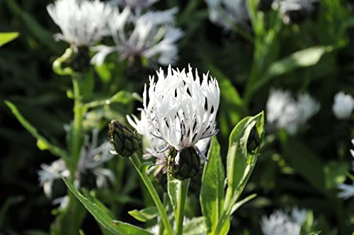 Centaurea montana 'Alba' 9x9 cm Topf – Winterhart, Mehrjährig, Pflegeleicht – Berg-Flockenblume – Staude für Beet & Rabatte