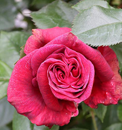 Kletterrose Red Flame® 30-60cm - lebende Gartenpflanze aus den Baumschulen