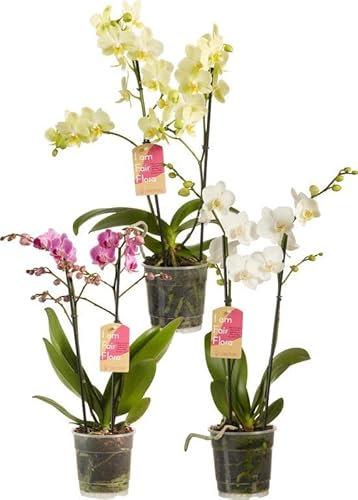 Ferrarium Nourriture pour orchidée - NPK 20-12-20+3MgO+TE - 100 g - Pour Phalaenopsis Dendrobium Oncidium Paphiopedilum