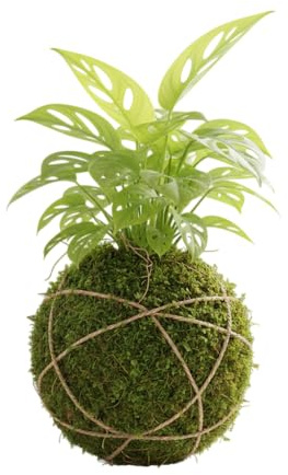 Kokedama Natural de Monstera Adansonii Planta Viva de Interior | DECOALIVE Decoración Tropical