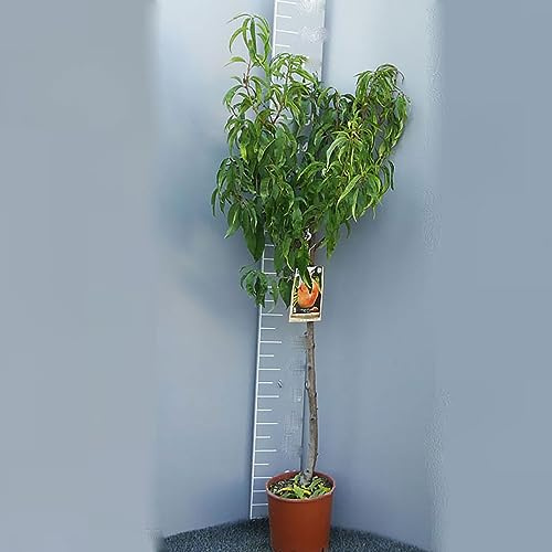 SAVINI VIVAI Piante di Pianta di Pesco Firebrite Piante da Frutto Albero di Pesca in Vaso 22-24 cm 2-3 Anni Altezza 130-150 cm Made in Italy
