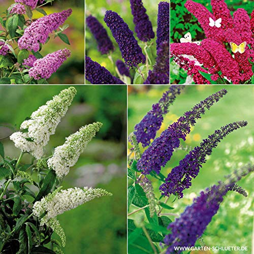 Schmetterlingsflieder Set 5 Pflanzen - Sommerflieder (Buddleja) in weiß, rot, lila, pink, blau-violett, halbschattig und winterhart - Flieder-Sträucher von Garten Schlüter
